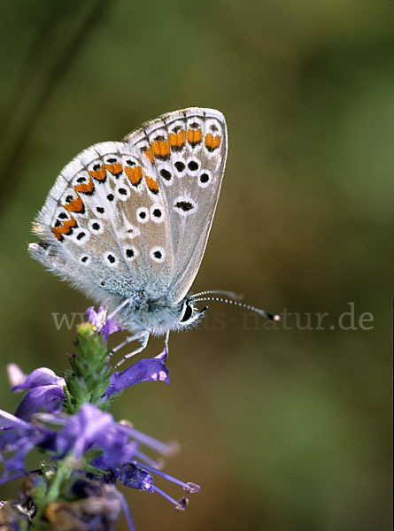 Sonnenröschenbläuling (Polyommatus agestis)