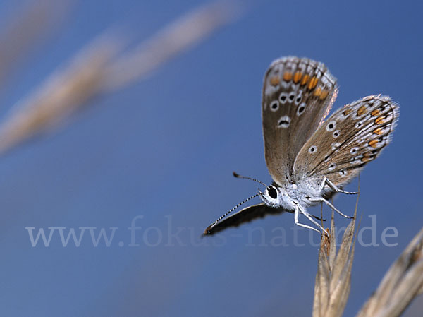 Sonnenröschenbläuling (Polyommatus agestis)