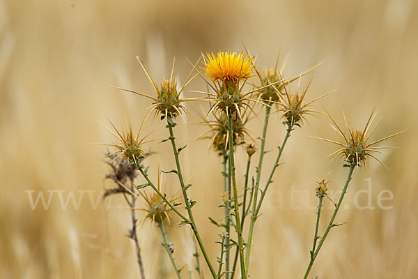 Sonnenwend-Flockenblume (Centaurea solstitialis)