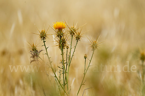 Sonnenwend-Flockenblume (Centaurea solstitialis)