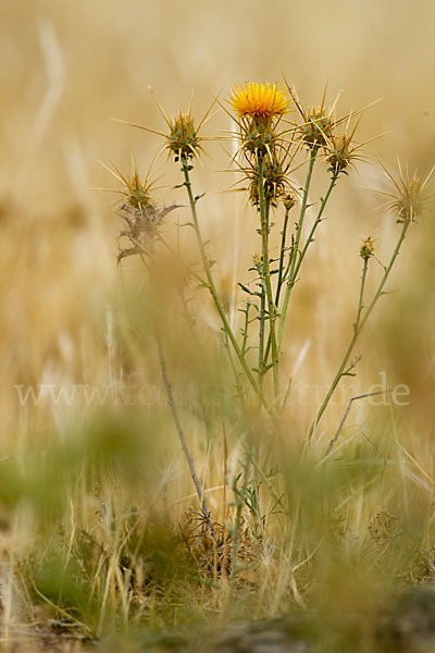 Sonnenwend-Flockenblume (Centaurea solstitialis)