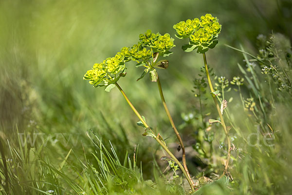 Sonnenwend-Wolfsmilch (Euphorbia helioscopia)