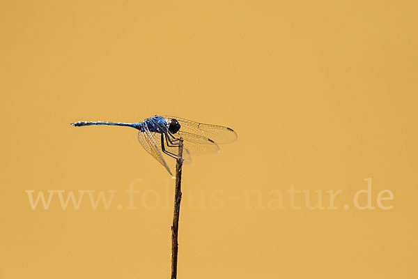 Sonnenzeiger spec. (Trithemis dejouxi)