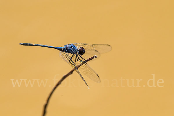 Sonnenzeiger spec. (Trithemis dejouxi)