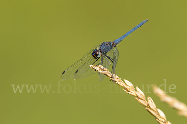 Sonnenzeiger spec.1 (Trithemis furva)