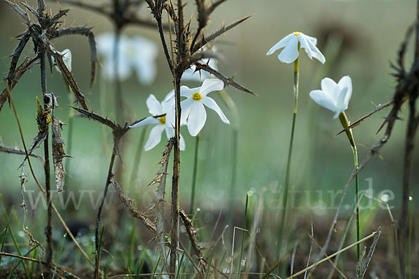 Späte Narzisse (Narcissus serotinus)