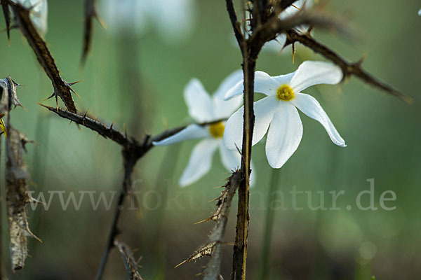 Späte Narzisse (Narcissus serotinus)