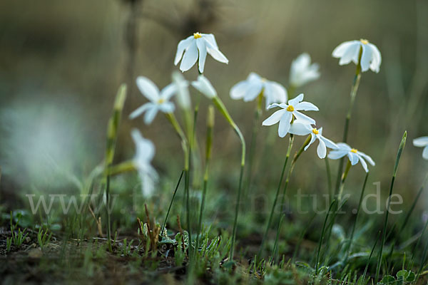 Späte Narzisse (Narcissus serotinus)