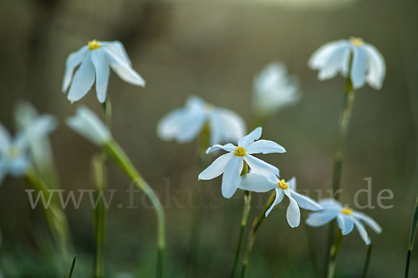 Späte Narzisse (Narcissus serotinus)
