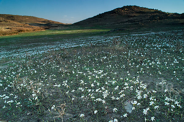 Späte Narzisse (Narcissus serotinus)