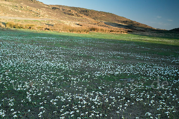 Späte Narzisse (Narcissus serotinus)