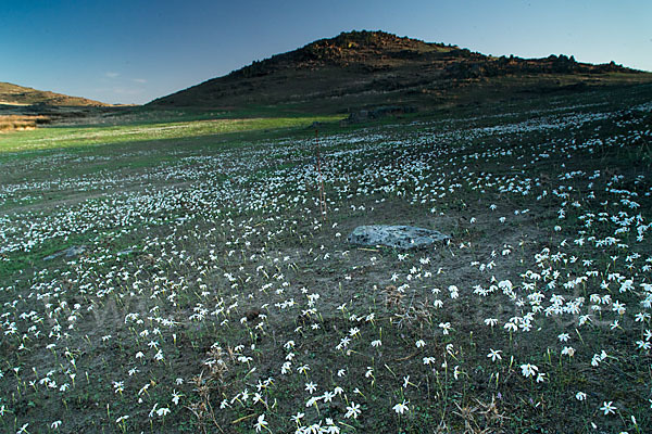 Späte Narzisse (Narcissus serotinus)