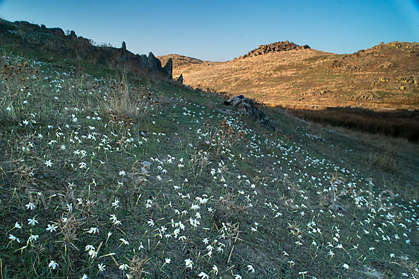 Späte Narzisse (Narcissus serotinus)