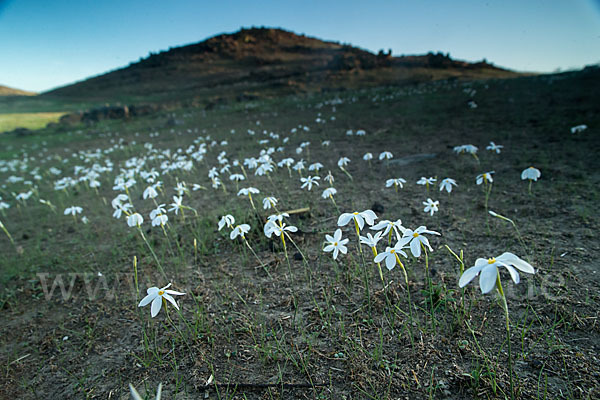 Späte Narzisse (Narcissus serotinus)