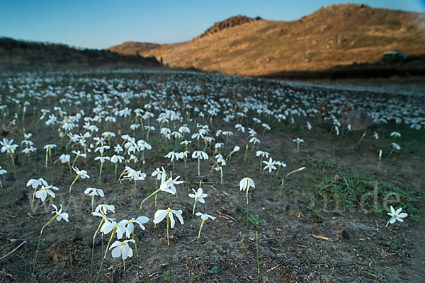 Späte Narzisse (Narcissus serotinus)