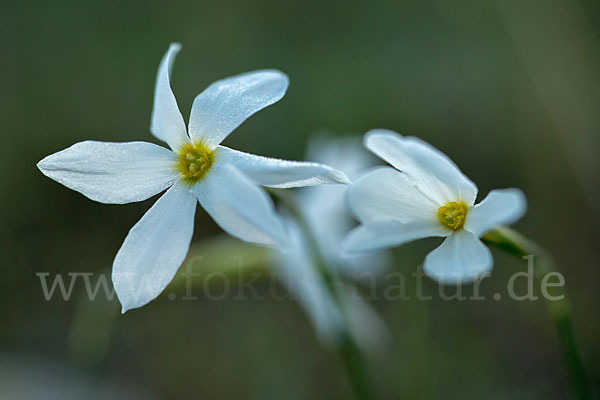 Späte Narzisse (Narcissus serotinus)