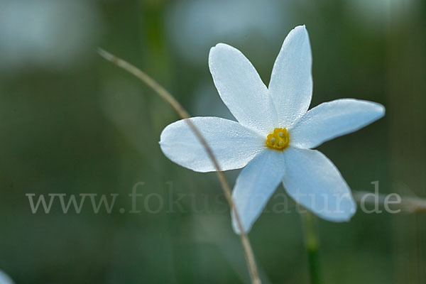 Späte Narzisse (Narcissus serotinus)