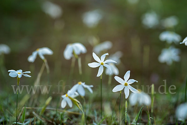 Späte Narzisse (Narcissus serotinus)