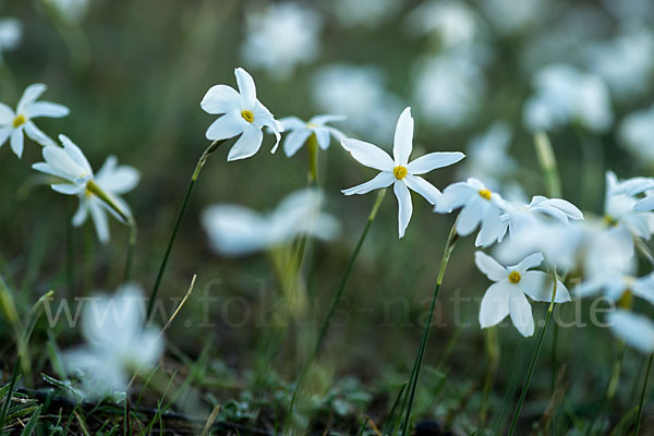 Späte Narzisse (Narcissus serotinus)