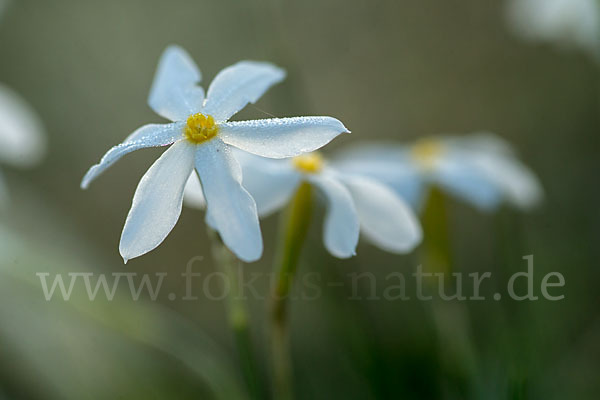 Späte Narzisse (Narcissus serotinus)