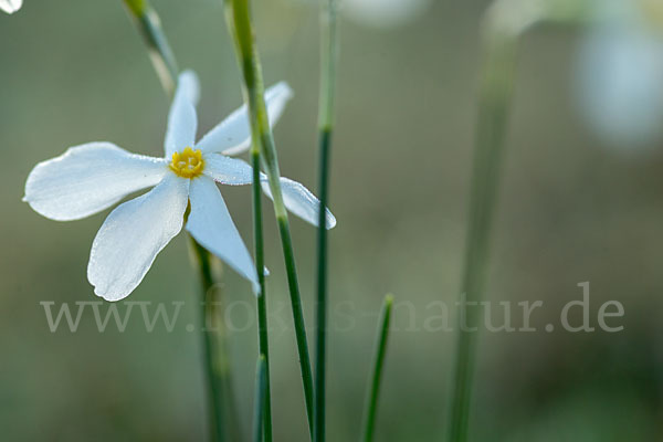 Späte Narzisse (Narcissus serotinus)