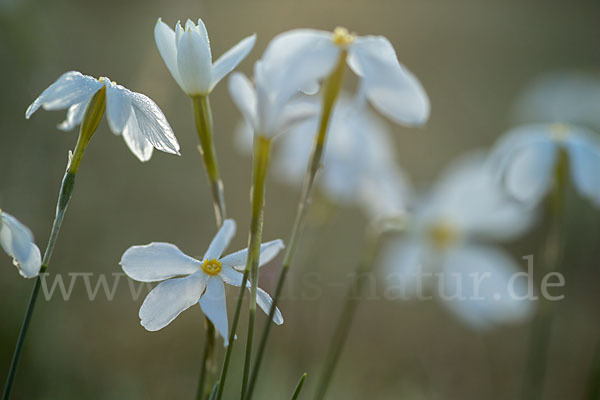 Späte Narzisse (Narcissus serotinus)