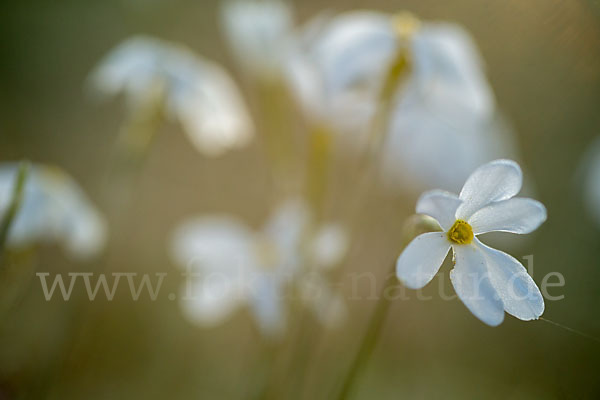 Späte Narzisse (Narcissus serotinus)