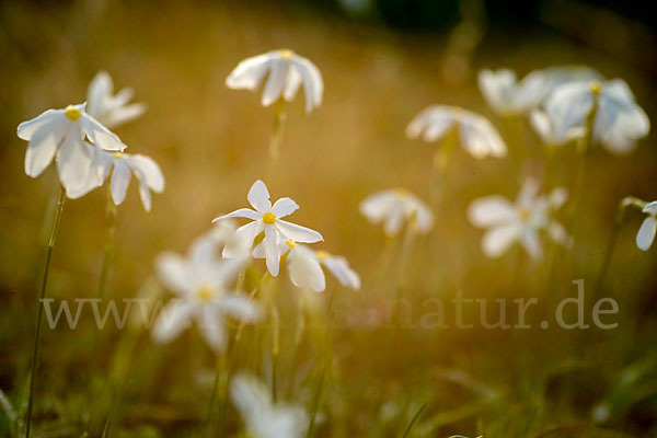 Späte Narzisse (Narcissus serotinus)