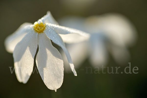 Späte Narzisse (Narcissus serotinus)