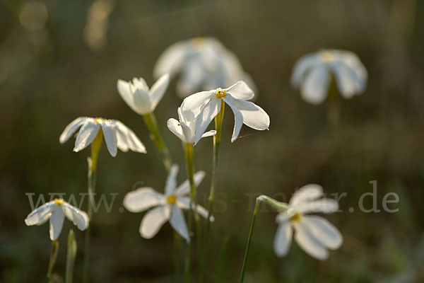 Späte Narzisse (Narcissus serotinus)