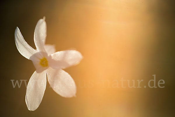 Späte Narzisse (Narcissus serotinus)