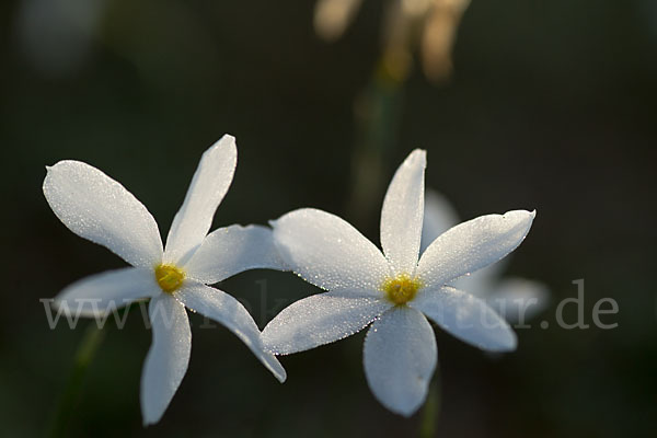 Späte Narzisse (Narcissus serotinus)