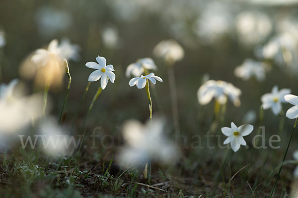 Späte Narzisse (Narcissus serotinus)