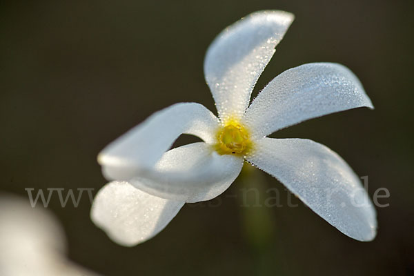 Späte Narzisse (Narcissus serotinus)