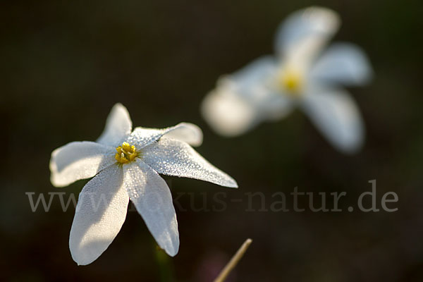 Späte Narzisse (Narcissus serotinus)