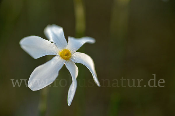 Späte Narzisse (Narcissus serotinus)