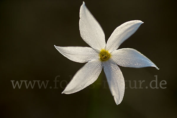 Späte Narzisse (Narcissus serotinus)