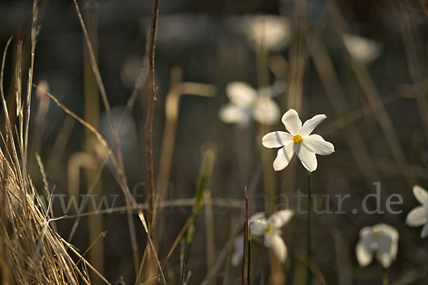 Späte Narzisse (Narcissus serotinus)