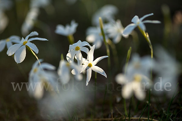 Späte Narzisse (Narcissus serotinus)