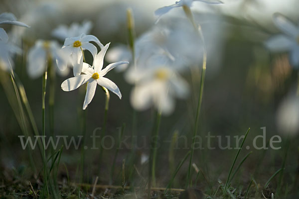 Späte Narzisse (Narcissus serotinus)