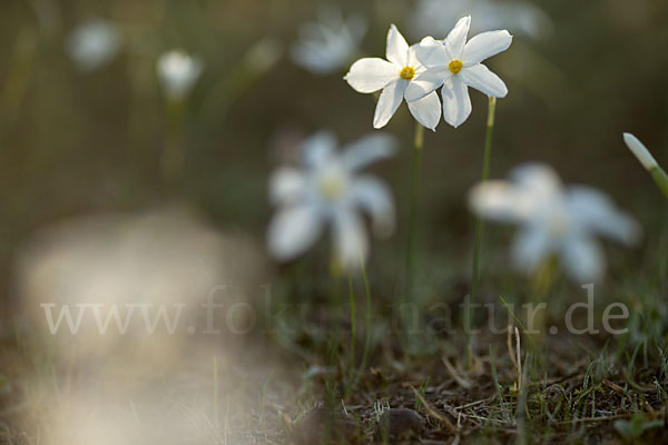 Späte Narzisse (Narcissus serotinus)