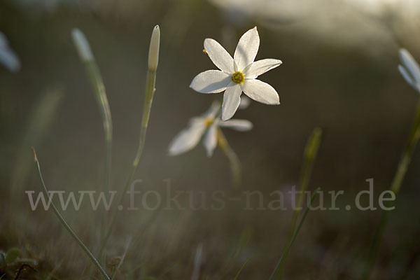 Späte Narzisse (Narcissus serotinus)