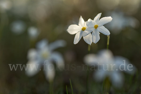 Späte Narzisse (Narcissus serotinus)