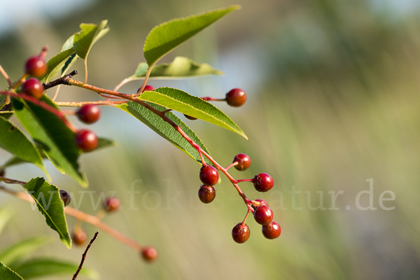 Späte Traubenkirsche (Prunus serotina)