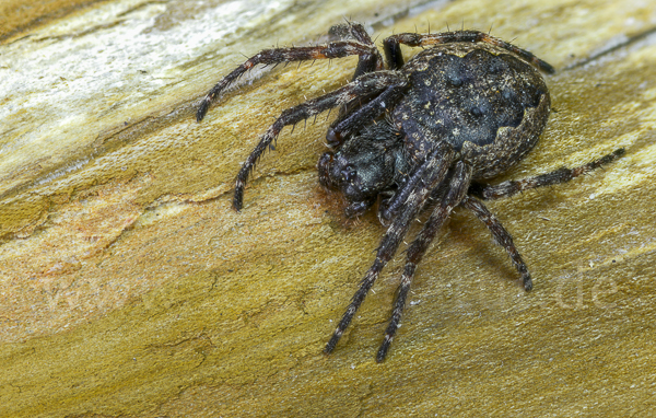 Spaltenkreuzspinne (Nuctenea umbratica)