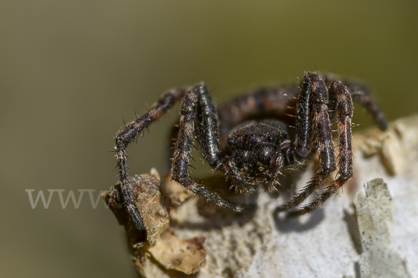 Spaltenkreuzspinne (Nuctenea umbratica)