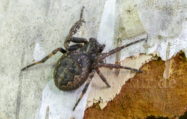 Spaltenkreuzspinne (Nuctenea umbratica)