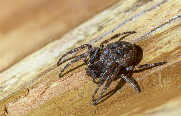 Spaltenkreuzspinne (Nuctenea umbratica)