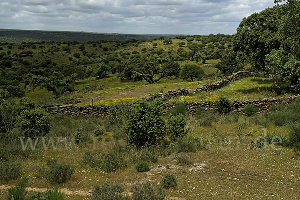 Spanien (Spain)