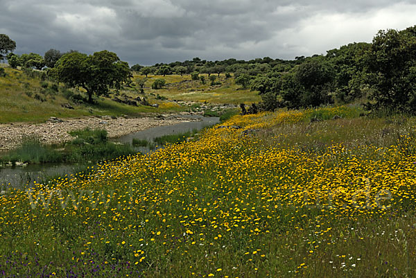 Spanien (Spain)